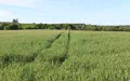 En grøn mark med højt græs eller korn, hvor to parallelle hjulspor skærer sig gennem landskabet. I baggrunden ses en tæt bevoksning af træer under en blå himmel med lette skyer.